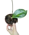 Hoya ranauensis