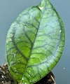 Hoya ranauensis