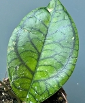 Hoya ranauensis
