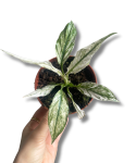 Spathiphyllum Sensation Variegata
