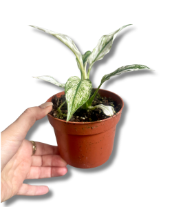 Spathiphyllum Sensation Variegata