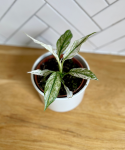 Spathiphyllum Sensation Variegata