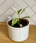 Spathiphyllum Sensation Variegata