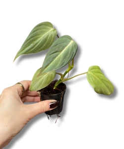 Philodendron gloriosum Dark Form - S