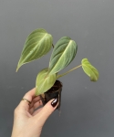 Philodendron gloriosum Dark Form