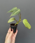 Philodendron gloriosum Dark Form