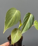 Philodendron gloriosum Dark Form