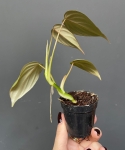 Philodendron gloriosum Dark Form
