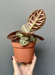 Labisia Turtle Back