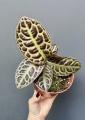 Labisia Turtle Back