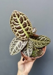 Labisia Turtle Back