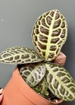 Labisia Turtle Back