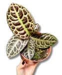 Labisia Turtle Back
