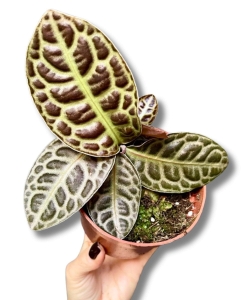 Labisia Turtle Back