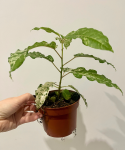 Ficus Snowstorm