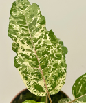 Ficus Snowstorm