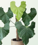 6.Anthurium Balaoanum