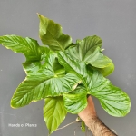 Anthurium Balaoanum cięte węzły