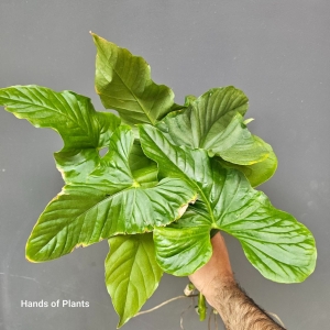 Anthurium Balaoanum cięte węzły