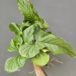 Anthurium Balaoanum cięte węzły