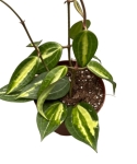 Hoya latifolia Pot of Gold