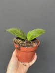 Hoya puom Siam Ruby