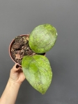 Hoya puom Siam Ruby