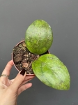 Hoya puom Siam Ruby