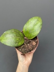 Hoya puom Siam Ruby