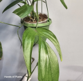 Cięte węzły Monstera aff spruceana