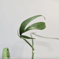 Cięte węzły Monstera aff spruceana