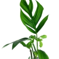 Cięte węzły Monstera aff spruceana