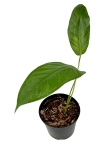 Anthurium pendulifolium przykładowa starsza roślina