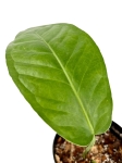 Anthurium pendulifolium przykładowa starsza roślina