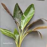 Bananowiec Musa Nano