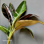 Bananowiec Musa Nano