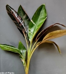 Bananowiec Musa Nano