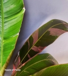 Bananowiec Musa Nano