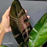 Bananowiec Musa Nano