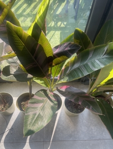 Bananowiec Musa Tropicana - L (1)
