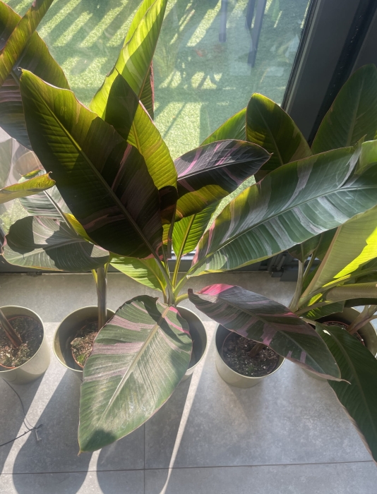 Bananowiec Musa Nano