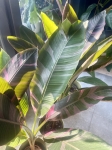 Bananowiec Musa Nano
