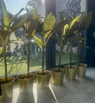 Bananowiec Musa Nano