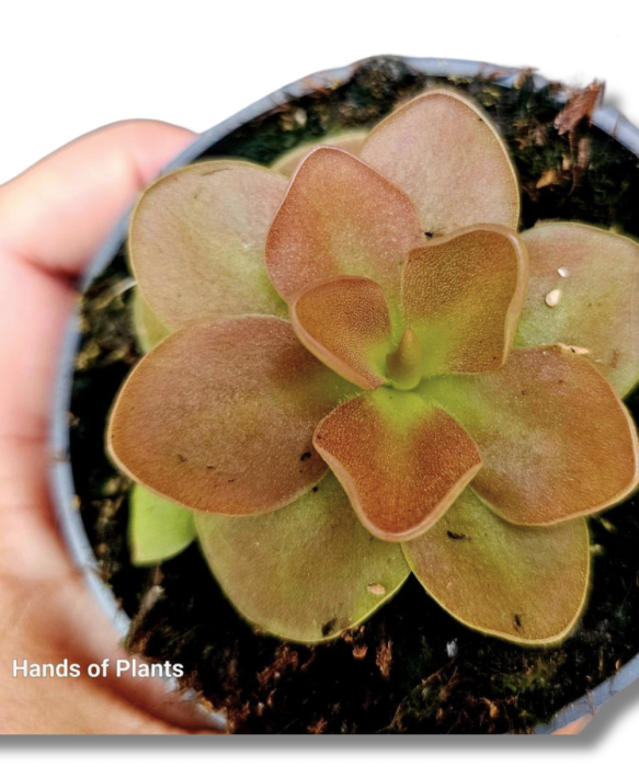 Pinguicula weser zbliżenie na sadzonkę