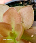 Pinguicula weser ze złapaną ofiarą