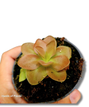 Roślina owadożerna Pinguicula weser