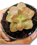 Pinguicula weser rozeta lepkich liści