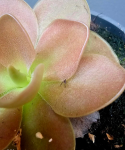 Pinguicula weser liść