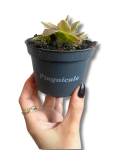 Pinguicula weser