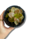 Pinguicula weser jedna z sadzonek